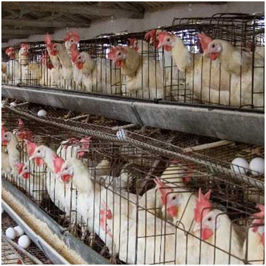 養（yǎng）雞汙水處理設備