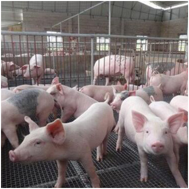 養（yǎng）豬汙水處理設備